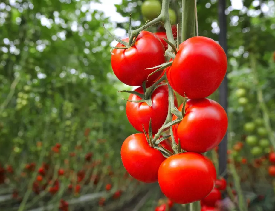 Ако искате доматите в градината да са сладки като ЗАХАР, полейте ги веднага с този разтвор 