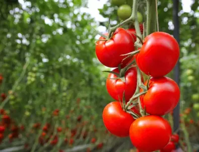 На какво разстояние се сеят доматите един от друг - берекетът е в кърпа вързан