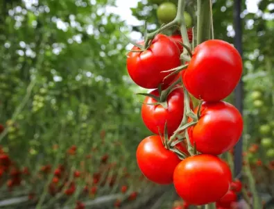 Грешките, които повече градинари допускат с разсада на доматите и те са пагубни за реколтата
