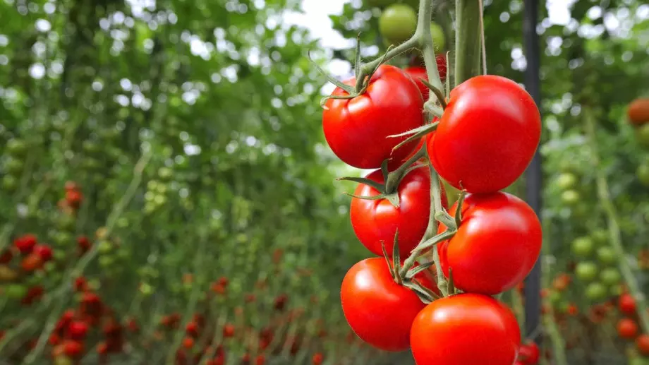 Грешките, които повече градинари допускат с разсада на доматите и те са пагубни за реколтата