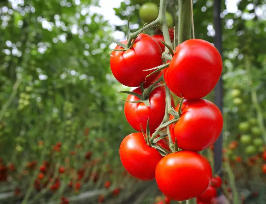 От какво имате нужда, за да отгледате ВКУСНИ домашни домати? Тайните на градинарите