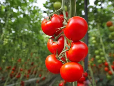 Какво да не правим при засаждане на разсад домати
