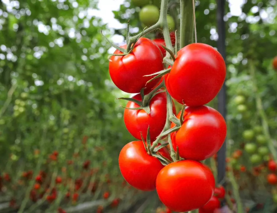 ТОП 5 съвета при отглеждане на домати, за да имате голям успех