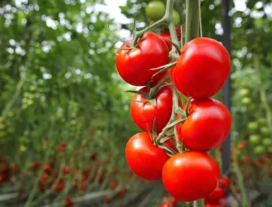 6 неща, които трябва да направите, за да предпазите доматите от мана