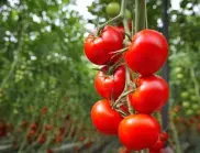 Най-добрата грижа за доматените растения за ИЗОБИЛНА реколта