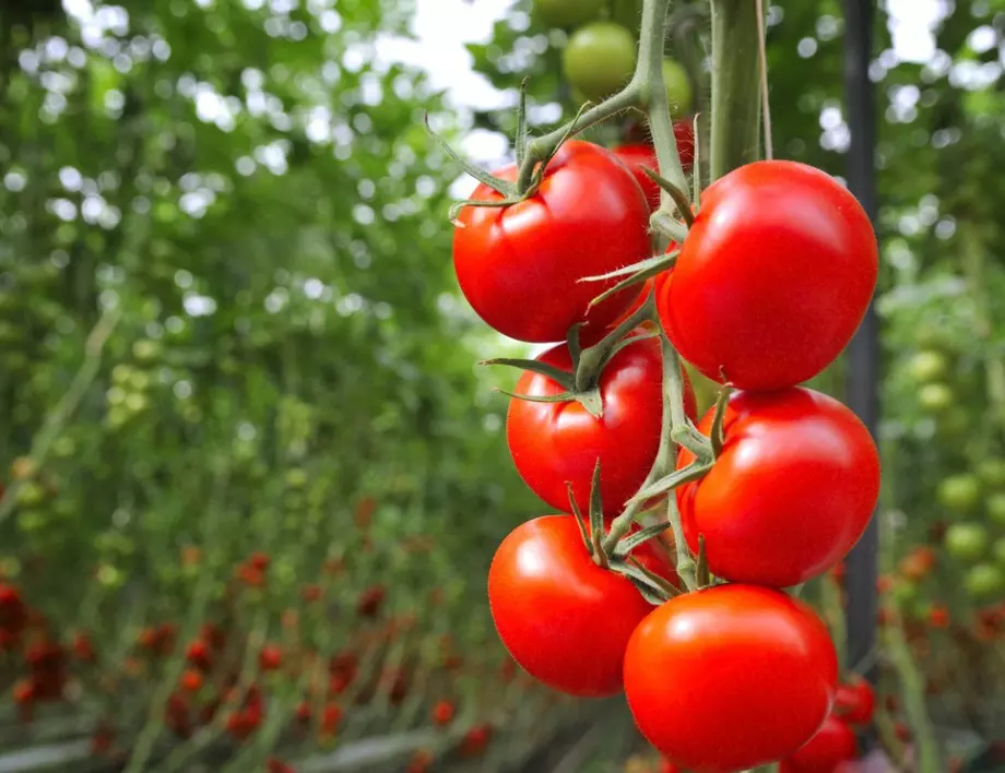 Третиране на листата на доматите: Кога, как и защо?