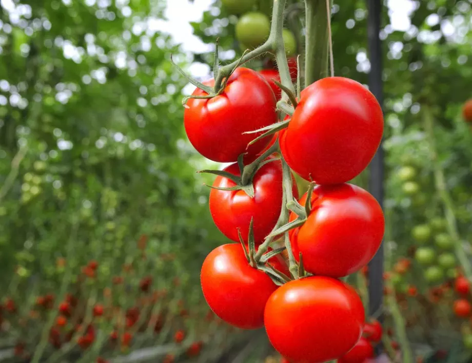 Как да колтучим доматите за по-добър растеж и плодоносност?