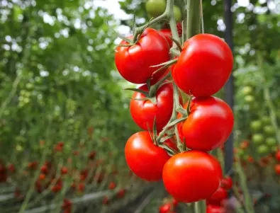 Третиране на доматите с борна киселина: НЕ правете тези грешки, за да не останете без реколта