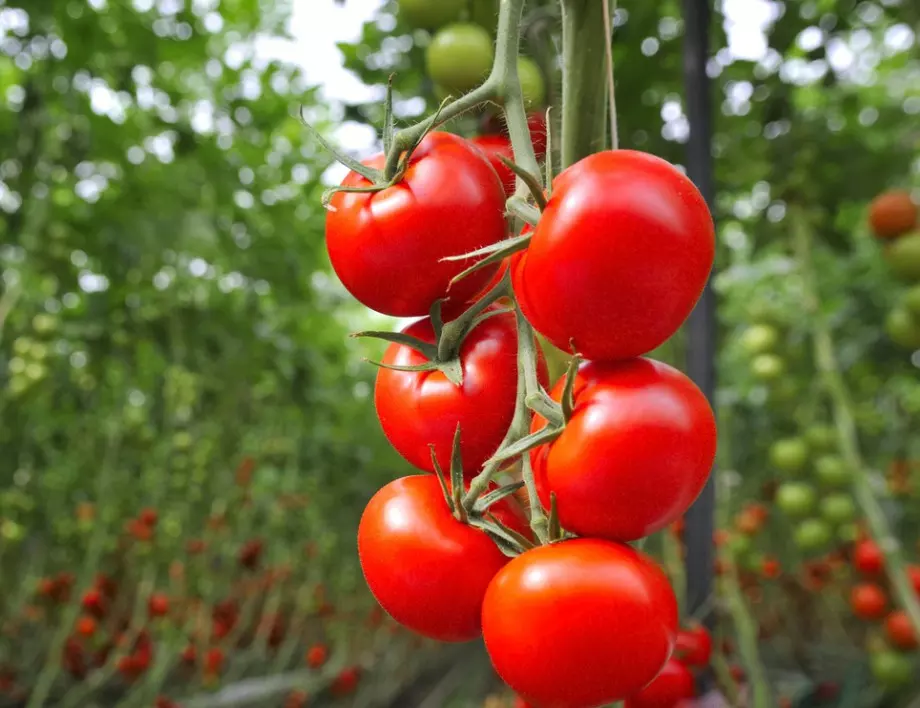 ТОЗИ трик ще накара доматите ви да узреят по-бързо