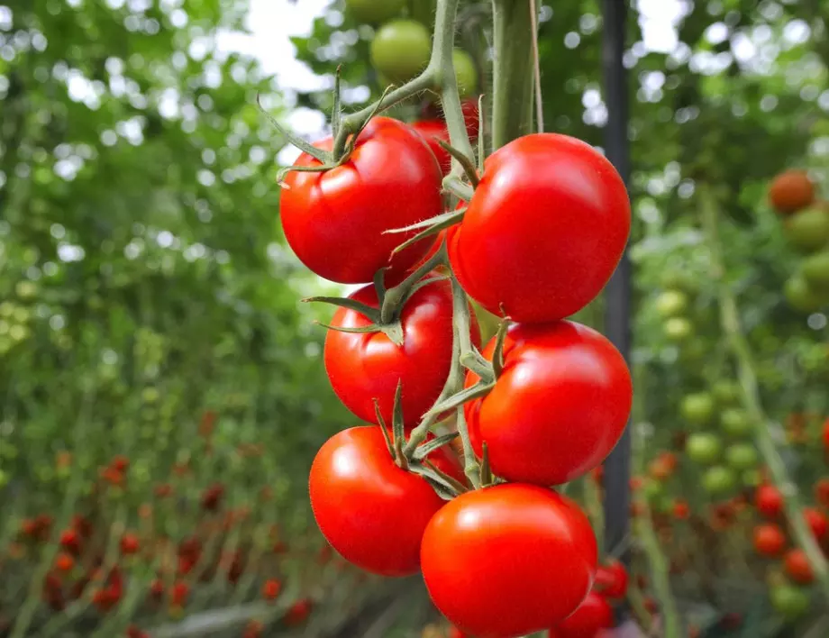 5 ключови неща, които да направите, ако искате огромни и сочни домати
