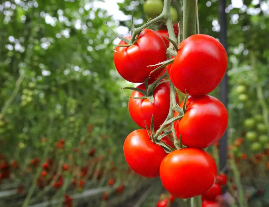 Стар градинарски трик за ускоряване зреенето на доматите