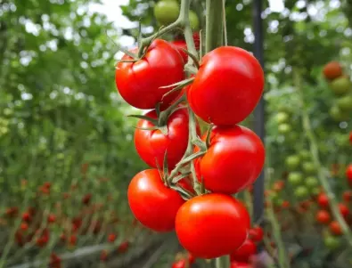 Как и защо да мулчирате доматите през август за добра реколта?