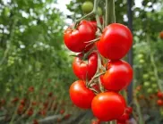 На каква дълбочина се засаждат семената на доматите?