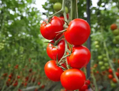 Кога трябва да е първото пръскане на доматите?