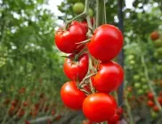 Кога да засадите домати на открито и какви са основните грижи?