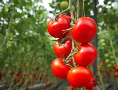 Засаждане на домати - трябва ли да се използва пепел