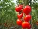 Засаждане на домати - трябва ли да се използва пепел