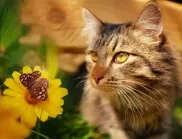 Пазете домашните си котки от тези опасни стайни растения