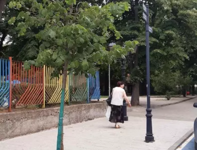 Община Видин се погрижи за дръвче, частично прекършено от вандали