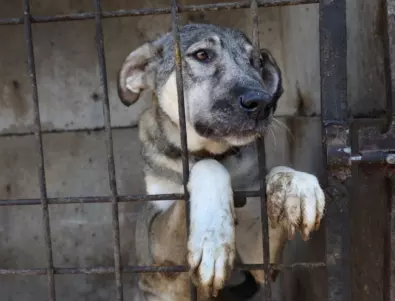 Жестокост: Отрязаха ушите на куче в София
