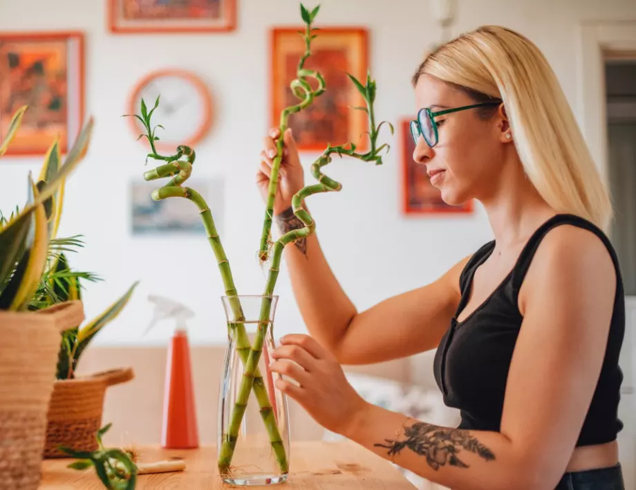 5 стайни цветя, които ще донесат късмет и щастие в дома ви през 2023 година