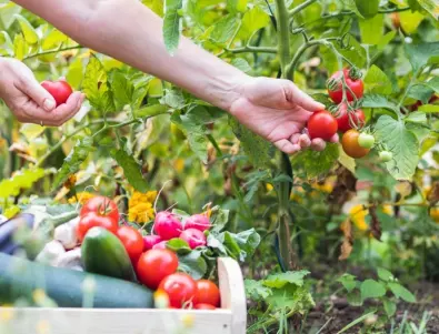 Не изхвърляйте листата на доматите след реколтата, а пригответе разтвор против вредители с тях