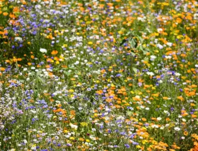 Цветето, което отблъсква вредителите - незаменим помощник за опитните градинари