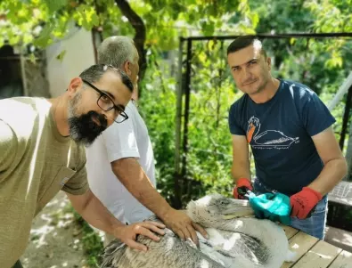 За първи път поставиха сателитен предавател на къдроглав пеликан в България (СНИМКИ)
