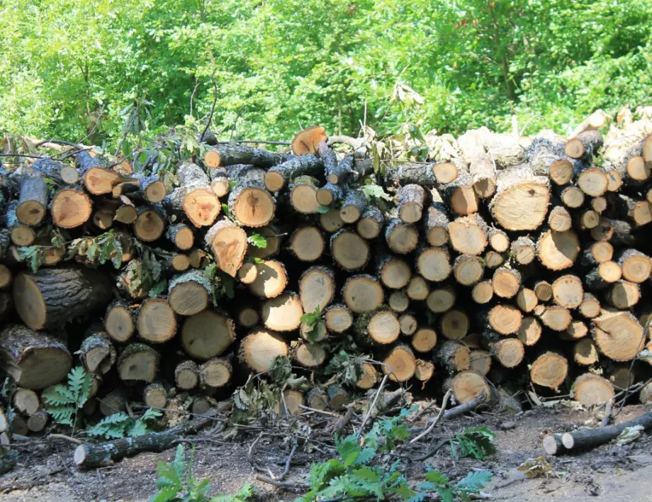 Земеделският министър отчете рекорден добив на дърва за огрев, призова хората да не се презапасяват