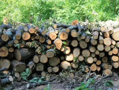 Държавата губи до 1 млрд. лв. годишно от неефективно използване на горските ресурси 