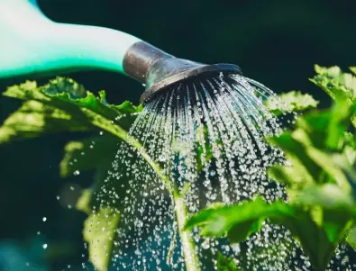 Опитните градинари споделят как да поливате добре през ЛЯТОТО