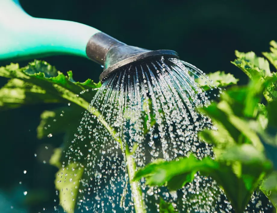 Най-добрите методи да спестите от поливане във вашата градина през лятото