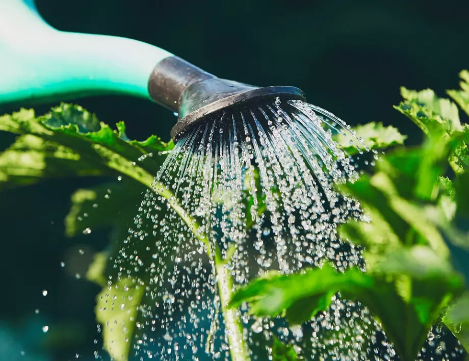 Градинарят обясни колко често трябва да се полива градината и защо