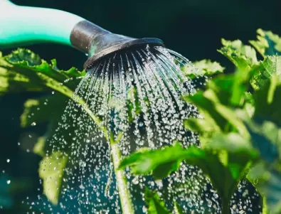 Поливане на растенията в градината и у дома - с каква вода е най-добре да се прави