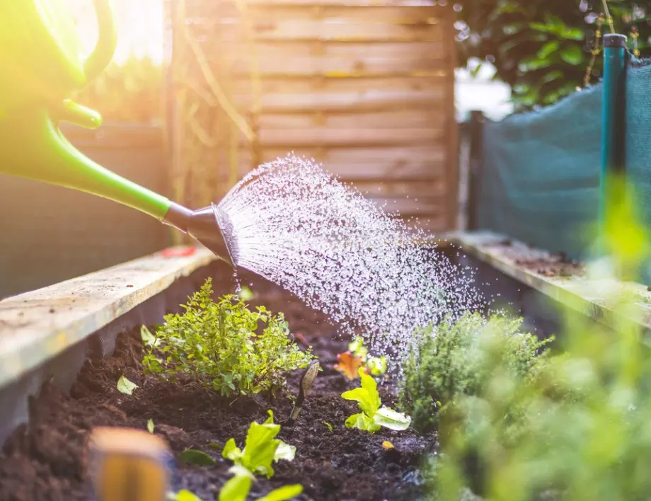 5 начина да използвате по-малко вода при поливане на градината