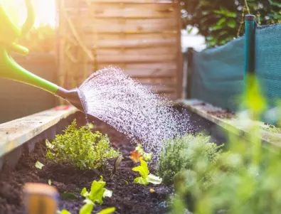 Възможно е да НЕ поливате растенията си ПРАВИЛНО. Вижте как да го направите, за да предотвратите гъбични заболявания