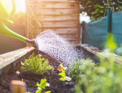 Погрижете се за градината, преди да отидете на почивка: Съвети от градинарите