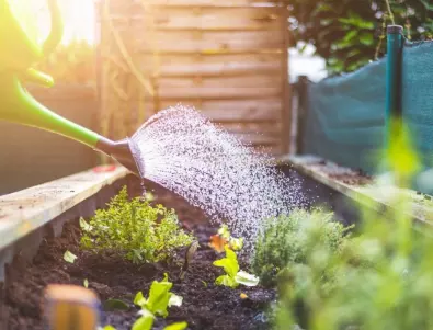 Поливане на градината по време на летните жеги: Най-важното, което трябва да знаете