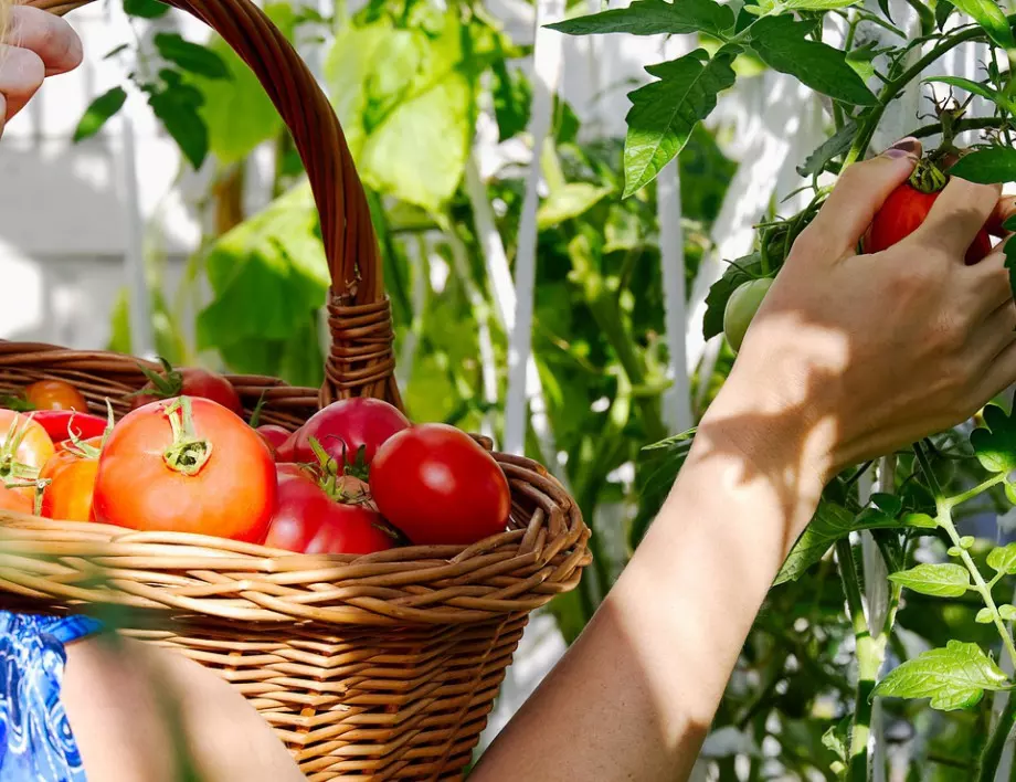 Опитните градинари винаги пръскат доматите и краставиците така, за да е богата реколтата им