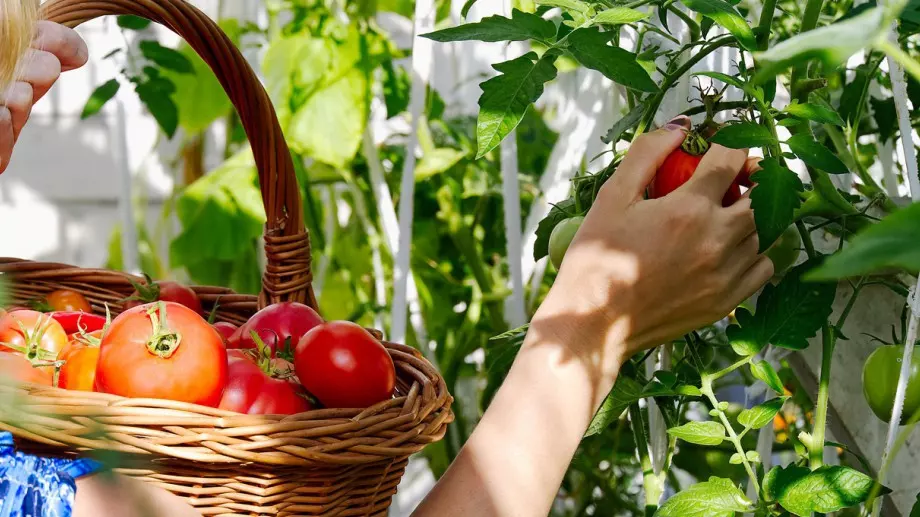 Кога е най-подходящото време за засаждане на домати?