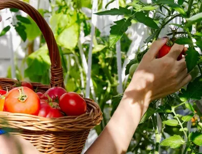Болест по доматите: Защо растенията са кухи отвътре?
