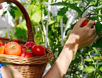 С тези натурални торове гарантирано ще предпазите доматите от болести