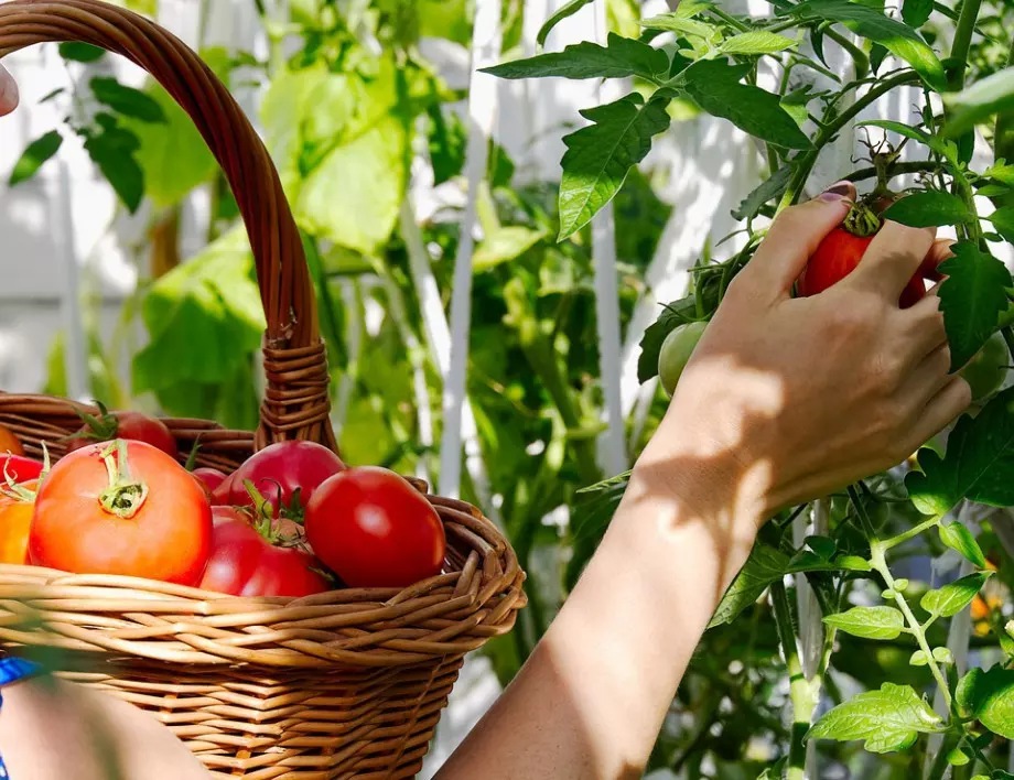 Изобилие от домати в градината: Няколко лесни стъпки, които да следвате