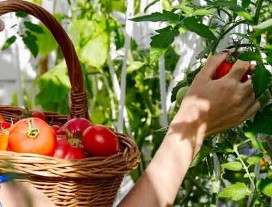 ПОЛЗИ от торене на доматените растения