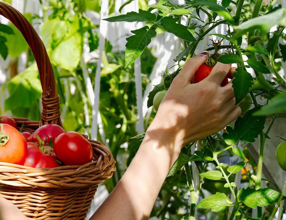 Гигантският домат "Биволско сърце" - как да го отгледаме
