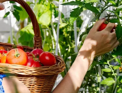 Полейте доматите и краставиците с това през август и реколтата им ще е по-богата от всякога