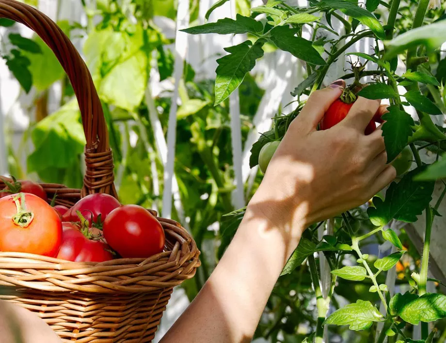 Вредители по доматите и какви щети могат да причинят?