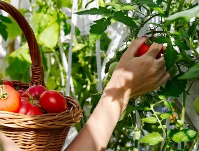 Не забравяйте тази ключова стъпка при торенето на доматите