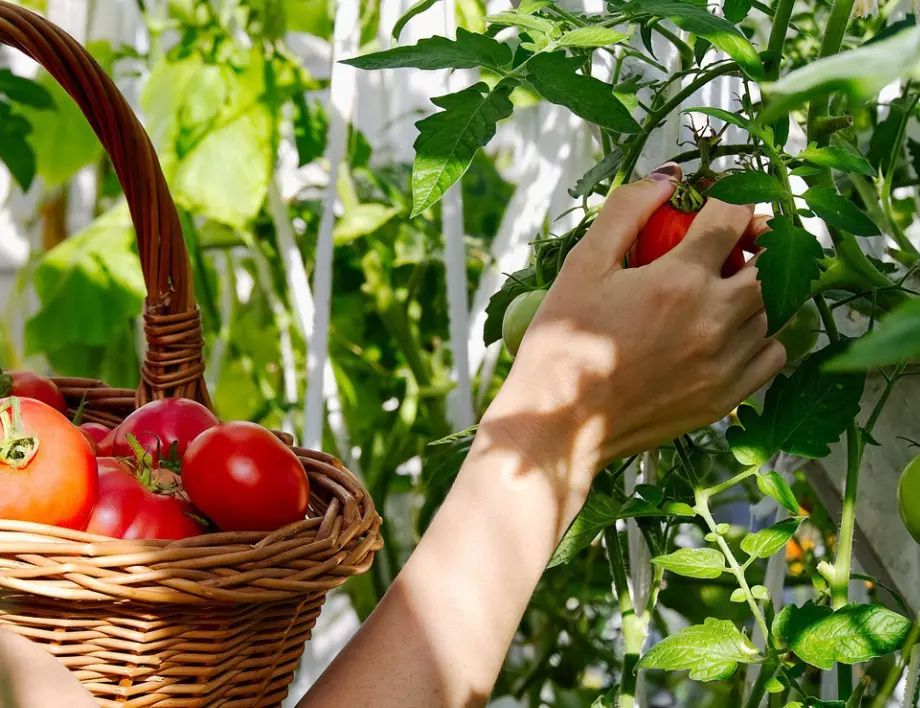Не забравяйте тази ключова стъпка при торенето на доматите