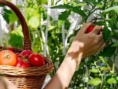 През лятото доматите се нуждаят от тези 2 ключови съставки, за да е успешен добива ви
